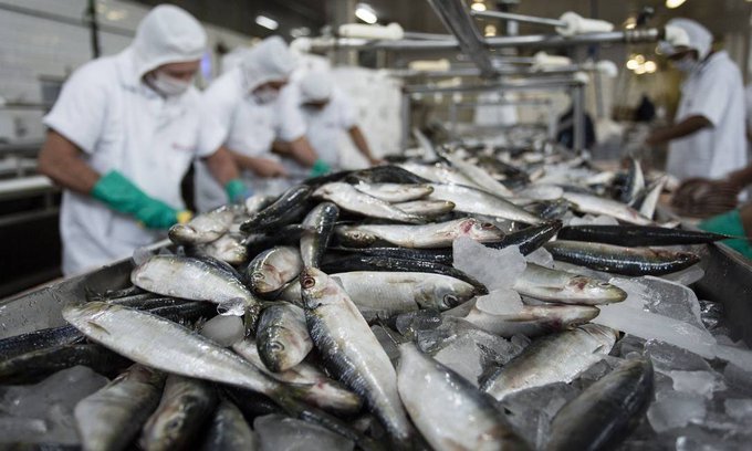 Aumentará el precio del pescado antes de Semana Santa JujuyPrimicias