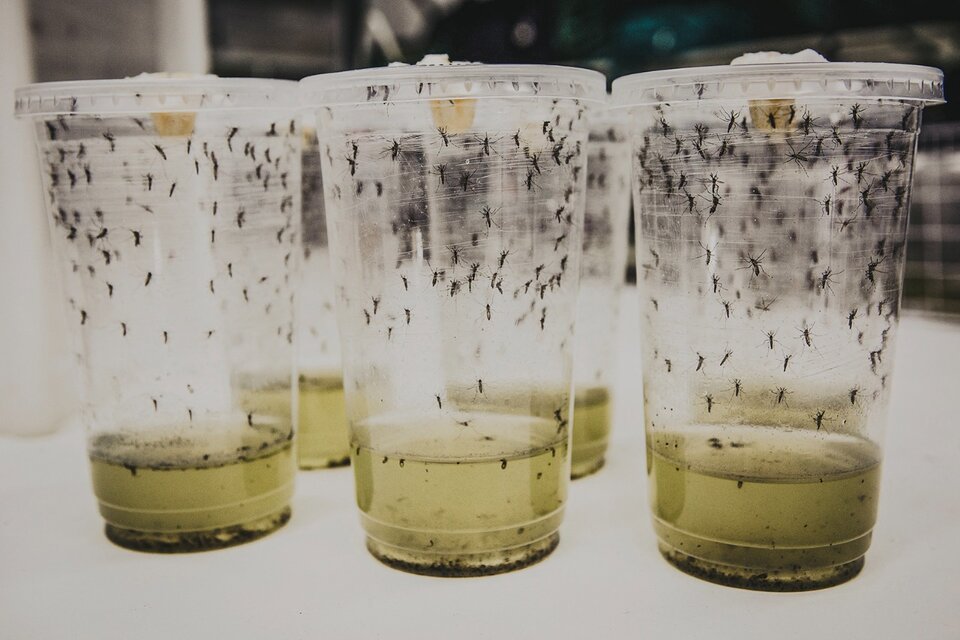 Wolbachia, la bacteria que podría frenar al dengue