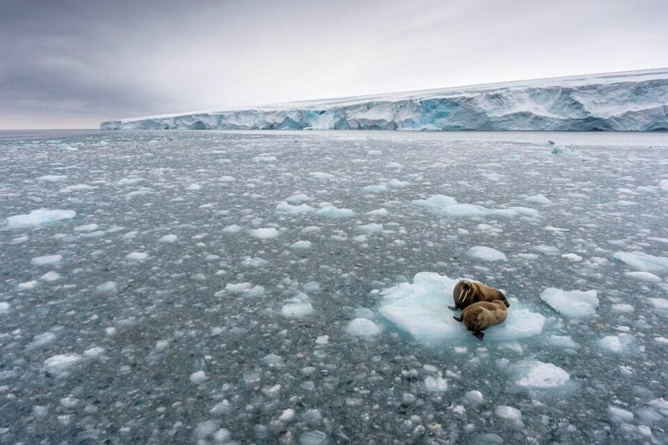 Aumento de temperatura global y su impacto en la salud y la alimentación