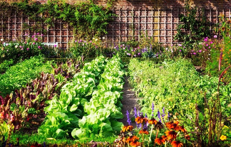 Huerta en casa: descubrí qué tres verduras de invierno funcionan bien juntas