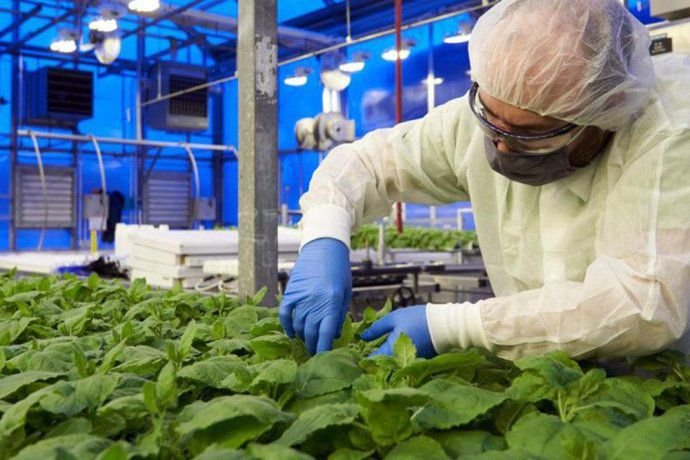 Vacuna vegetal, la investigación científica contra el Covid 19 que se hace en Argentina