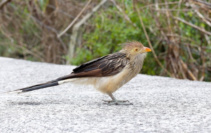 La decodificación del canto de aves podría ayudar a aquellos que perdieron la capacidad del habla