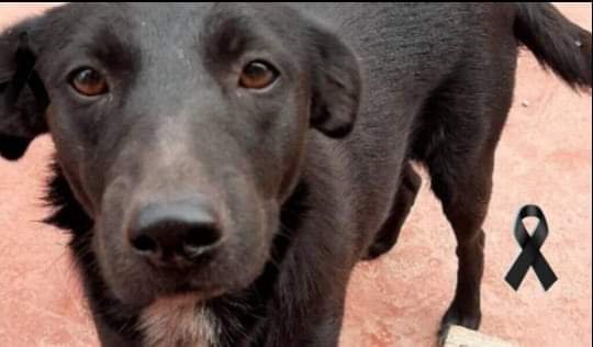 Convocan a una marcha en pedido de justicia por la perrita «Negra»