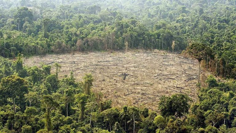Colombia sembró más de 7 millones de árboles en un día contra la deforestación