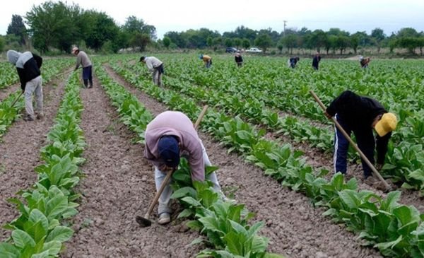 Nación aprobó el fondo de 210 millones de pesos para tabacaleros