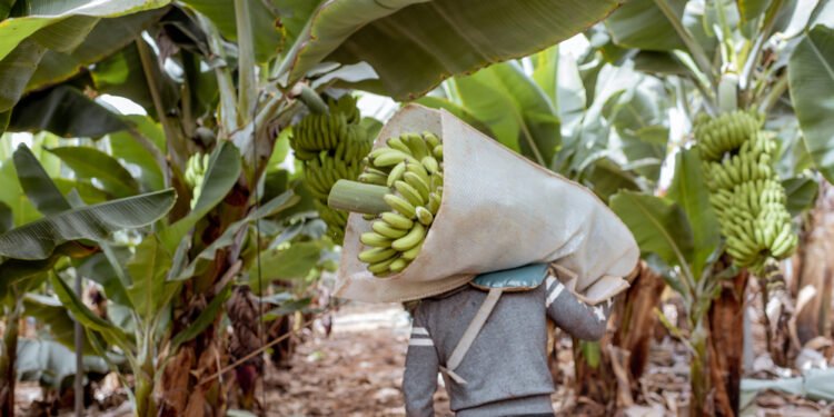 En Salta y Jujuy evalúan alternativas para el cultivo de banana bajo invernadero