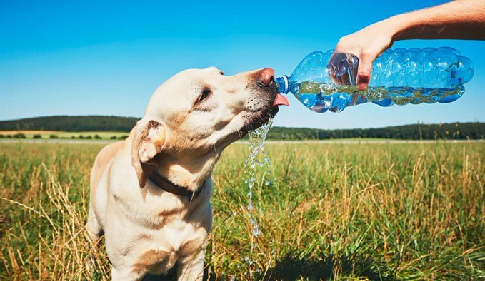 Recomendaciones para cuidar a tus mascotas durante estos golpes de calor