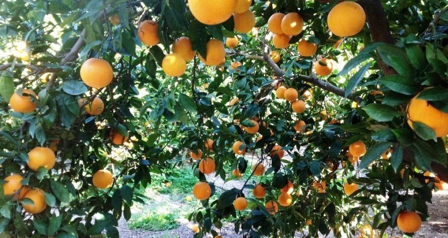 Jujuy libre de HLB en la producción citrícola