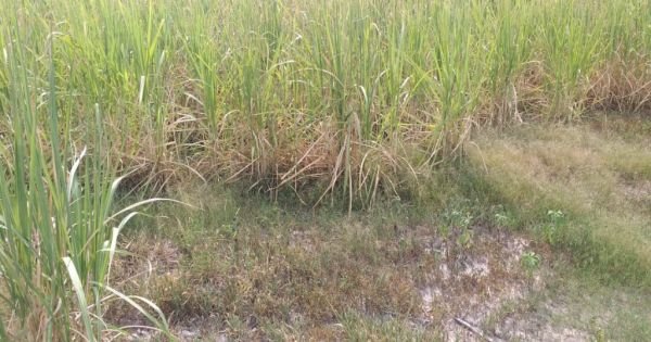 Productores Cañeros denuncian pérdidas millonarias por la sequía