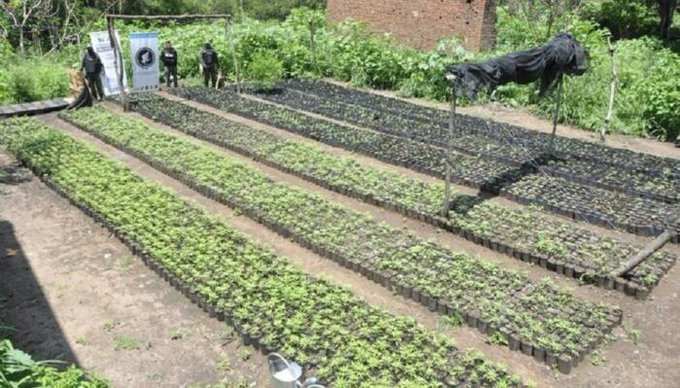 Detienen a un finquero de Jujuy que tenía más de 10 mil plantas de marihuana