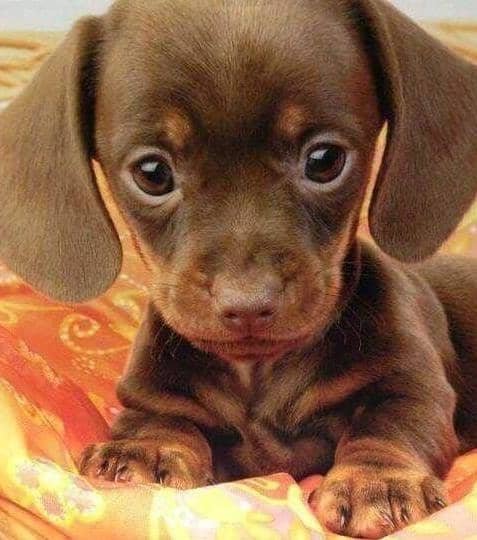 Dónde y cómo denunciar maltrato animal en Jujuy