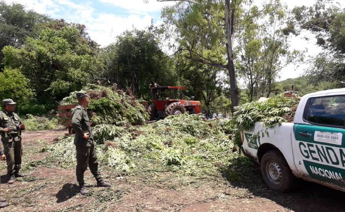 Hallaron 4 kilos de marihuana y medio kilo de cocaína en dos encomiendas en Jujuy
