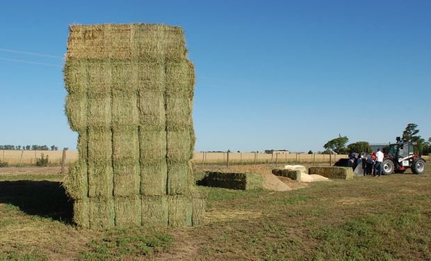 Jujuy proyecta convertirse en exportador de alfalfa