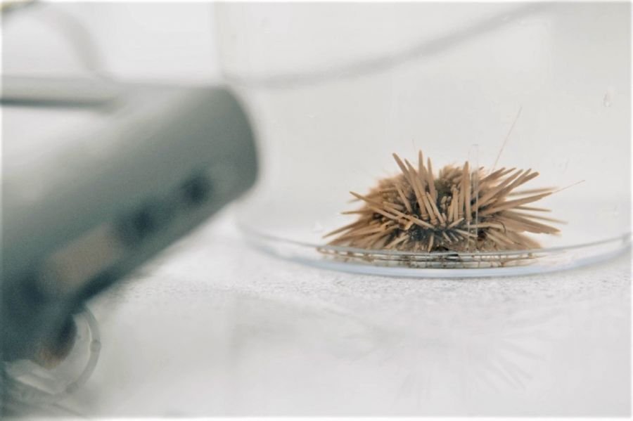 Cultivan erizos marinos para fabricar productos saludables