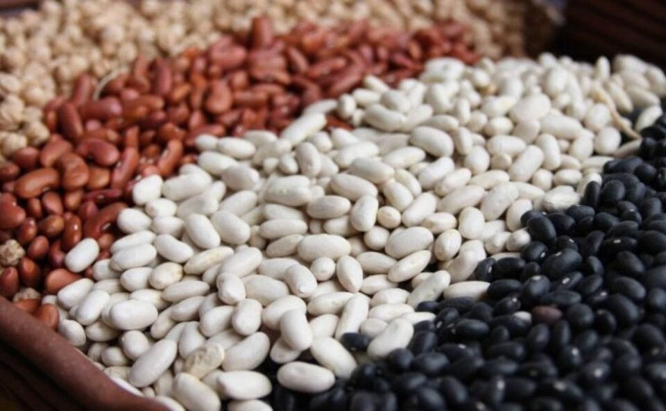 La sequía afectó al 50% de la producción de porotos de Jujuy