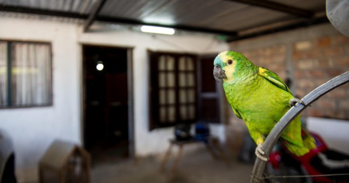 Un loro recibió una censista cantando la marcha peronista y fue viral