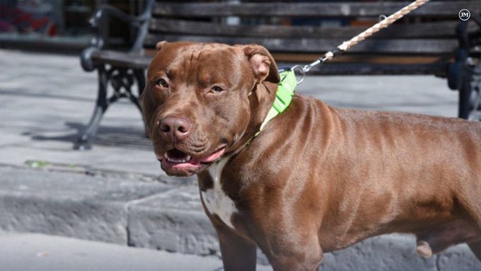Tres perros pitbull atacaron a una madre y a su hija