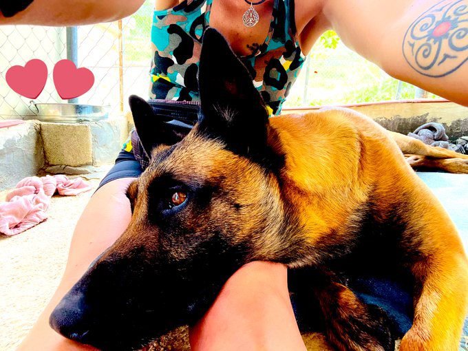 Declararon “seres sintientes” a los animales en Tilcara
