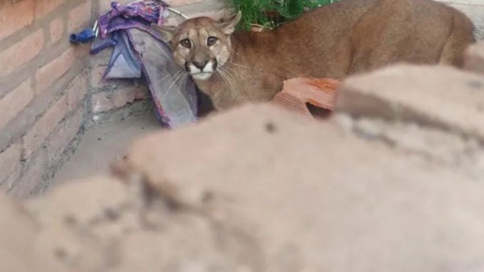 Palpalá: Vecino encontró un puma en el garage de su casa