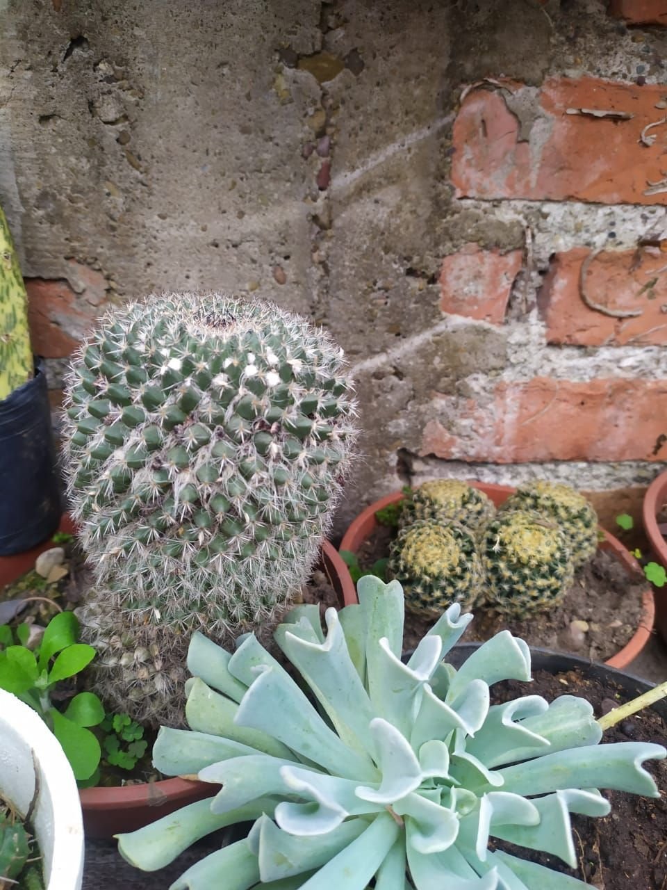 Cuidados para que las olas polares no afecten los jardines