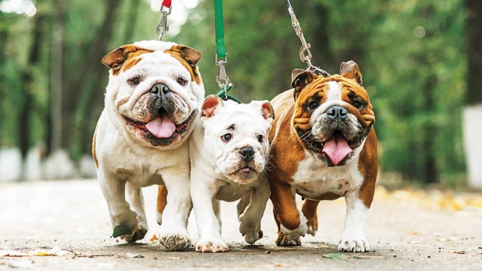 Bulldog inglés: Una raza en crísis