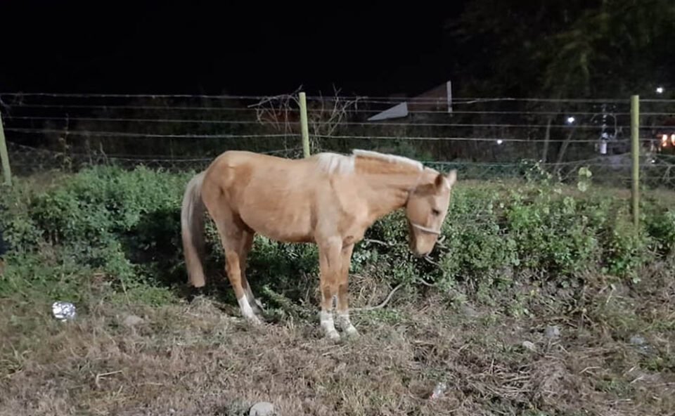 Secuestraron 6 caballos en la Capital Jujeña