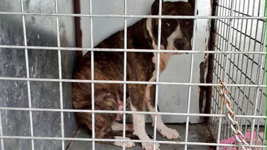 Detuvieron a un hombre y a su perro