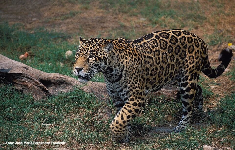 En el Parque Nacional Calilegua, captaron un Yaguareté