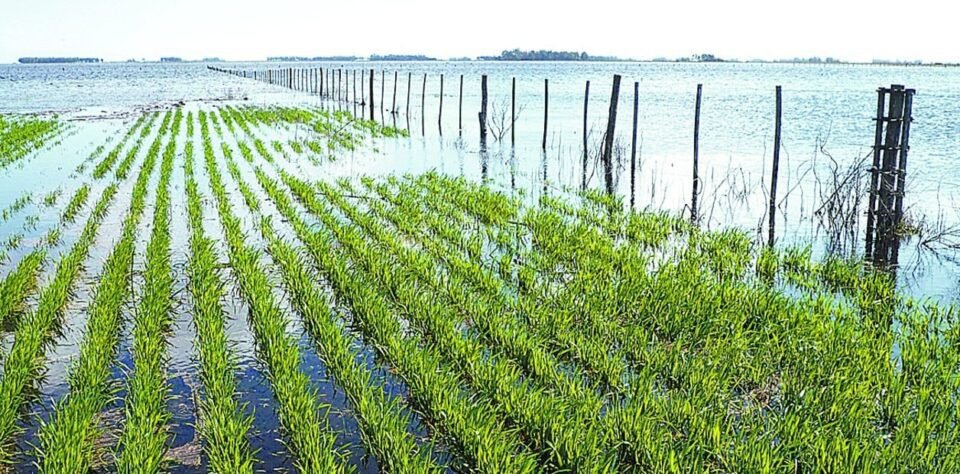 En Uquía: Pérdida de siembras, por mal temporal.