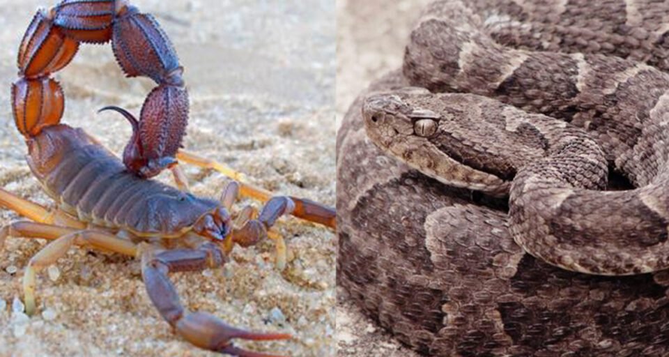 Verano: Precauciones por apariciones de serpientes o alacranes.