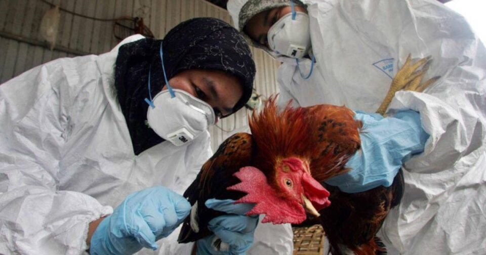 Alerta y prevenciones por la Gripe Aviar.