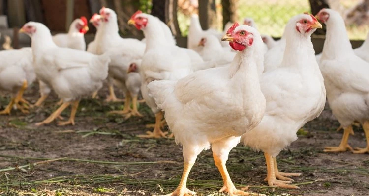 El primer caso de Gripe Aviar del País se detectó en Jujuy.