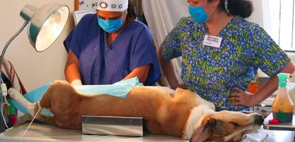 Suspenden los turnos en Zoonosis en Alto Comedero.