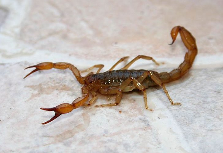 Precauciones ante las picaduras de Alacranes.