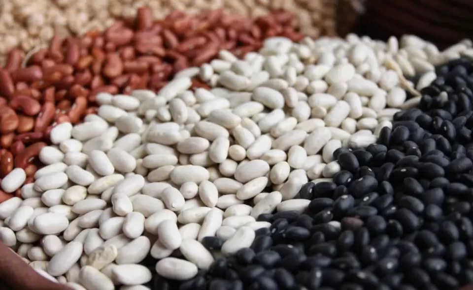 La producción de Porotos caerá un 30% en la Provincia.