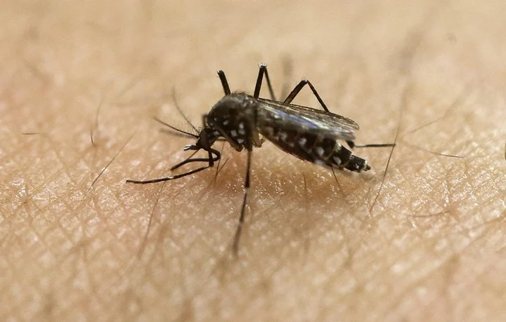 Revalaron que la cepa actual de Dengue es más letal