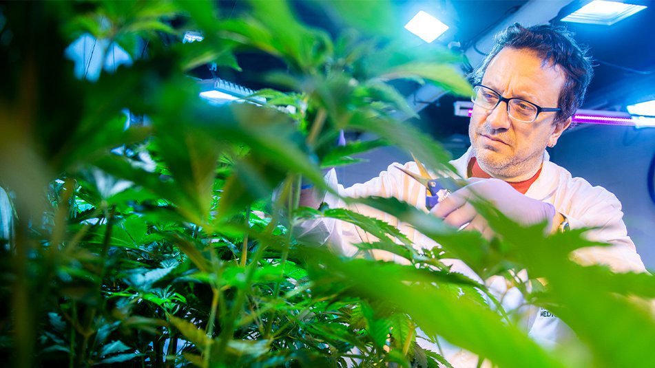 Se comercializarán las Semillas de Cannabis del CONICET