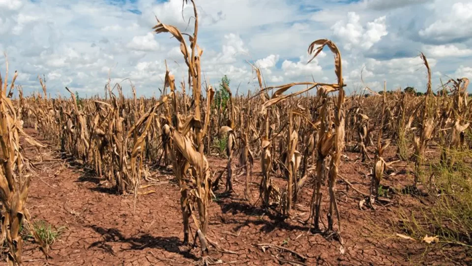 Emergencia agropecuaria en Jujuy