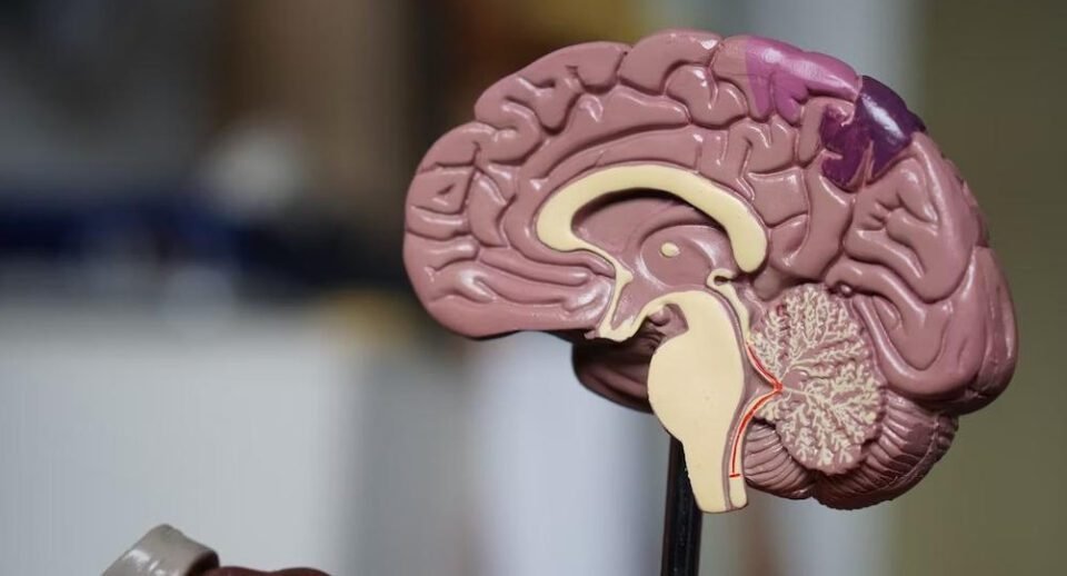 El Ayuno Intermitente podría ser un tratamiento para el Alzheimer