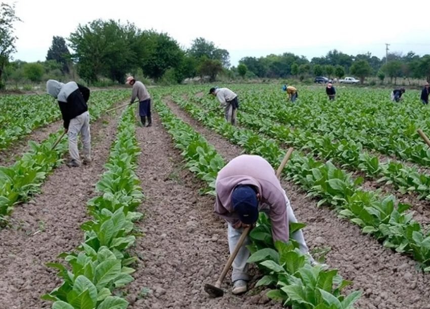 Jujuy: Incorporan el Tabaco al Dólar Agro