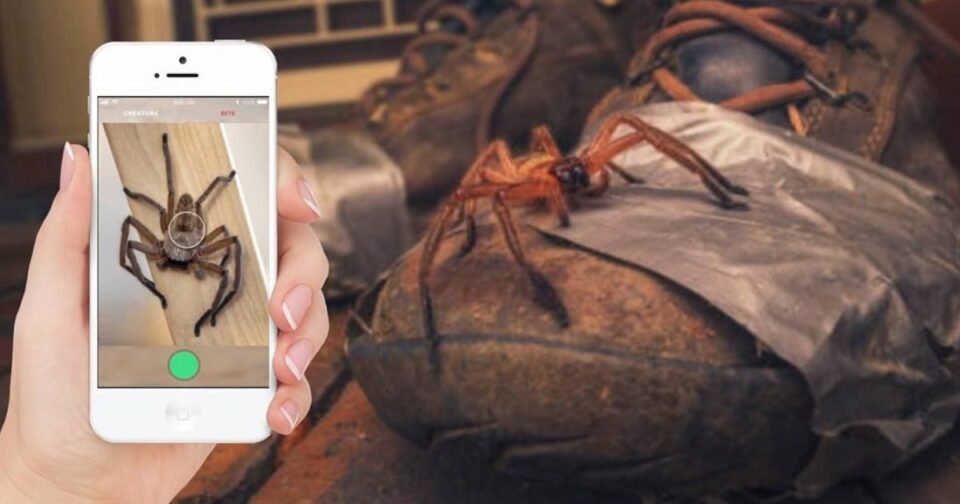 Desarrollan una APP que identifica animales peligrosos.