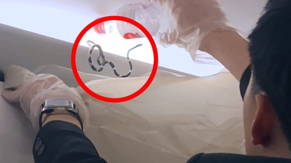 Descubren una serpiente viva en un avión en Tailandia 