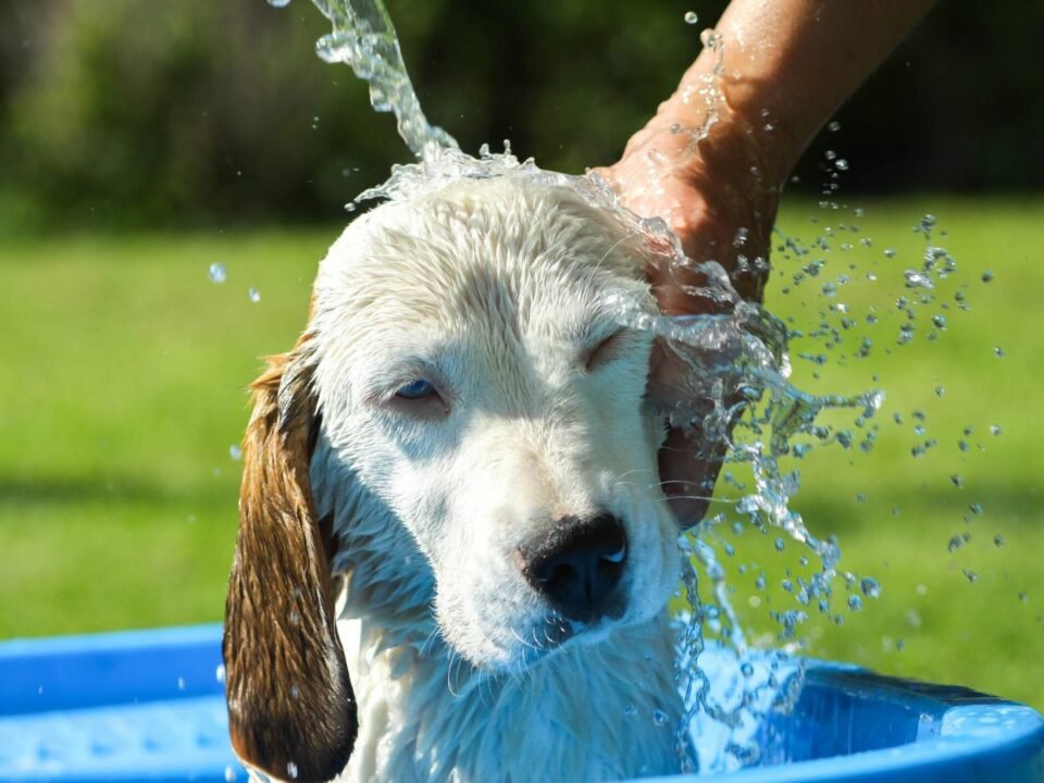 Cómo prevenir los golpes de calor en nuestras mascotas 