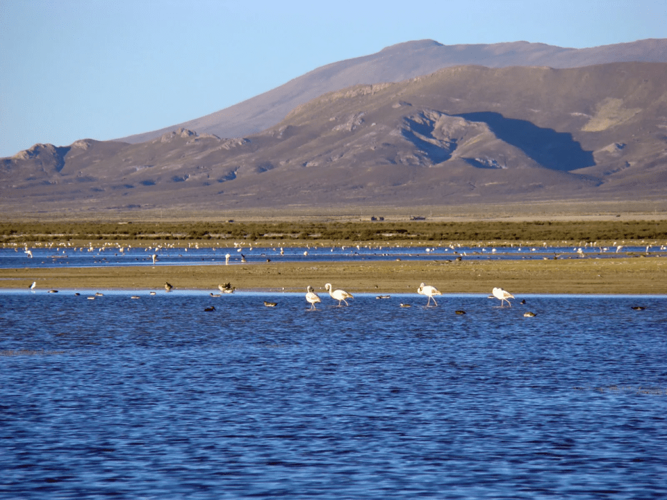 Se viene el XIII Festival “Laguna Los Pozuelos”