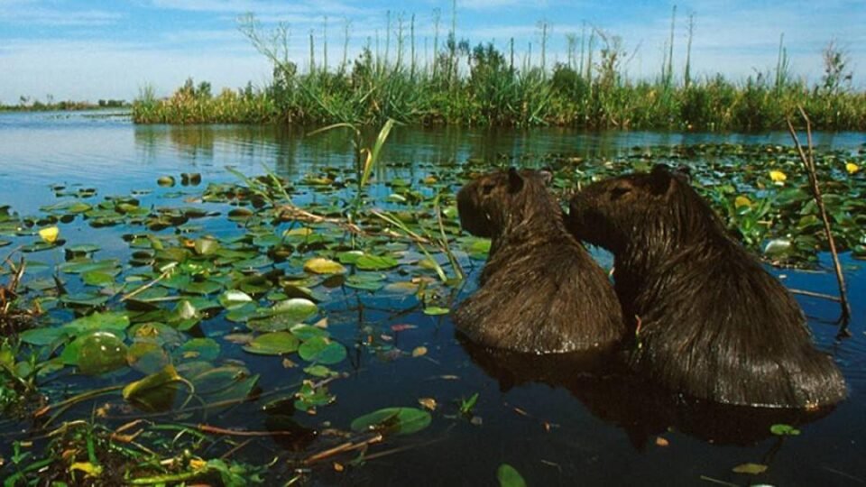 Día Mundial de los Humedales
