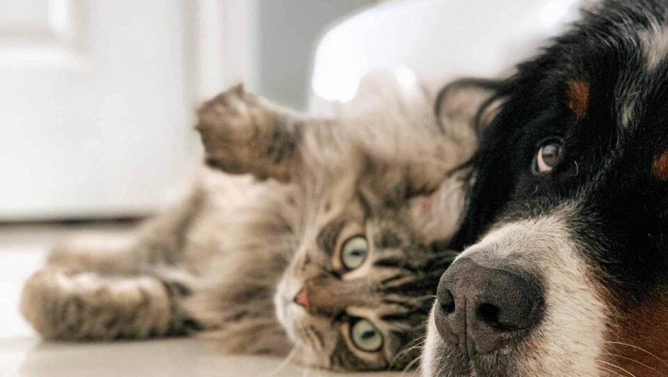 Cuáles son los beneficios de tener mascotas