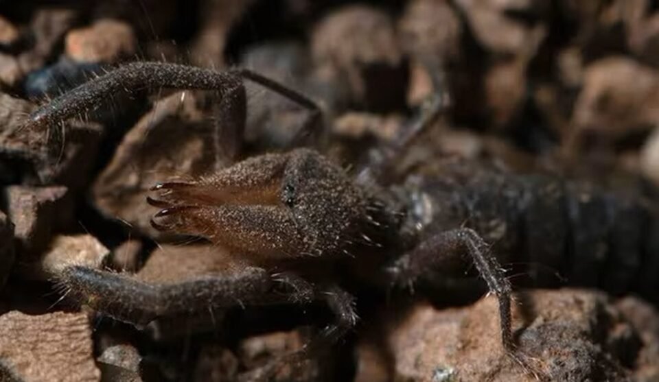 Descubrieron una nueva especie de araña