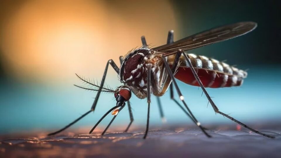 Epidemia de Dengue en la Argentina 