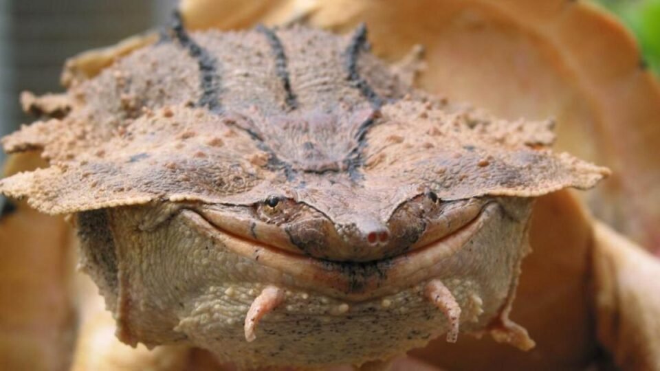 Descubren una nueva especie de tortuga 