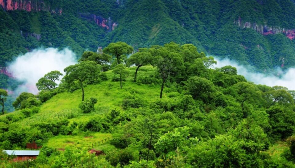 Hoy 22 de Mayo: Día Internacional de la Diversidad Biológica